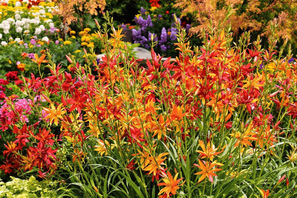 Cette vivace éblouissante remplace les dahlias et illumine vos massifs jusqu'aux premières gelées.jpg