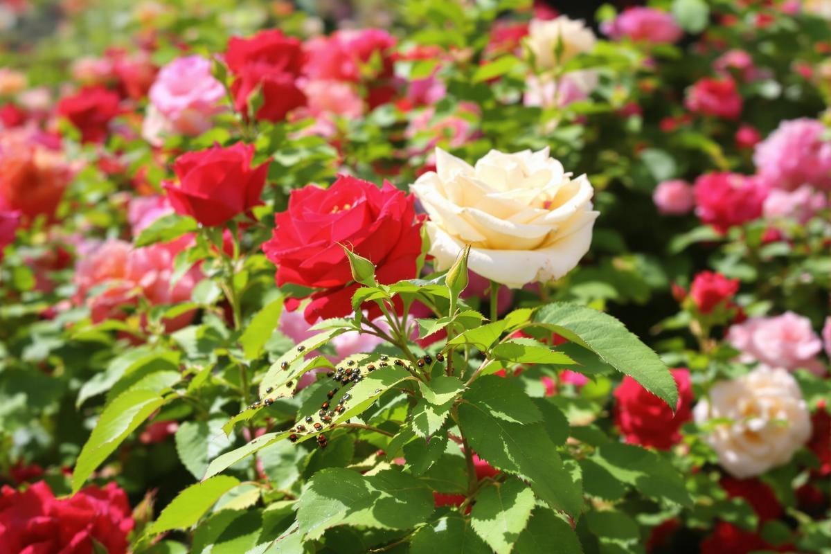 Comment se débarrasser des pucerons sur les rosiers avec une méthode naturelle et efficace ?.jpg
