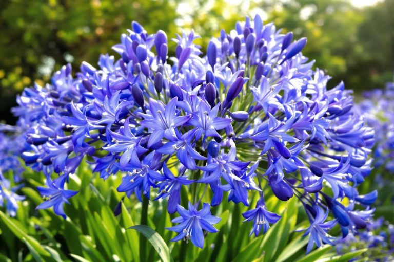 Faut-il couper les feuilles des agapanthes ?.jpg