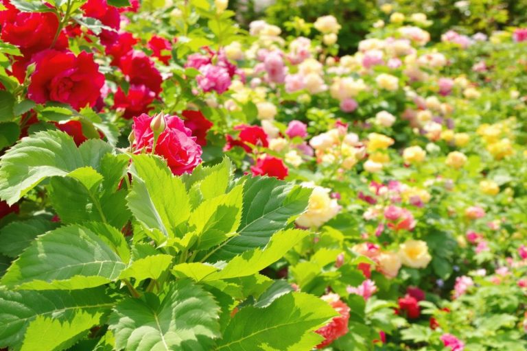 L'astuce imparable contre les pucerons qui a transformé mes rosiers pour toujours.jpg