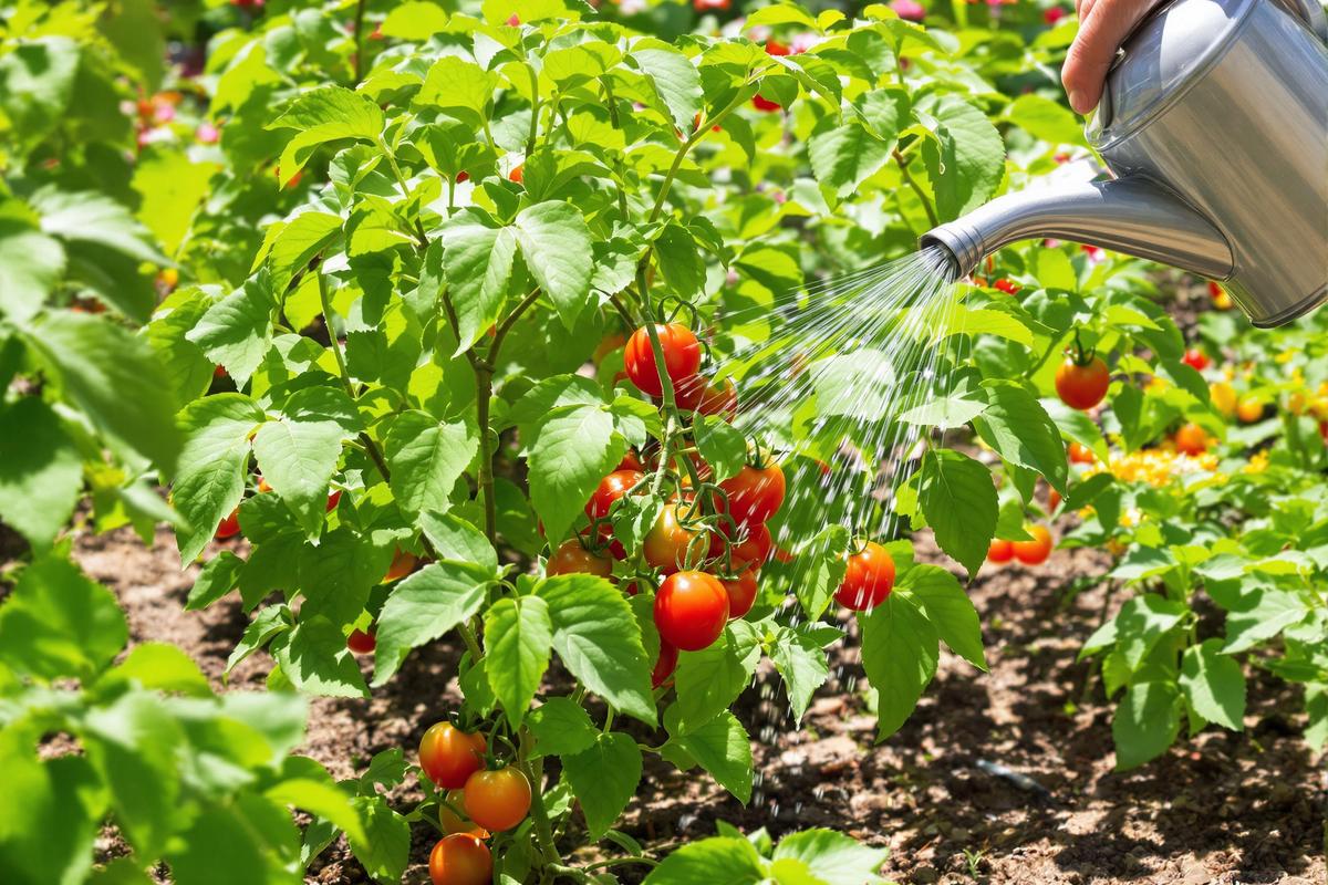 Pourquoi mettre du bicarbonate de soude au pied des tomates peut transformer votre jardin ?.jpg