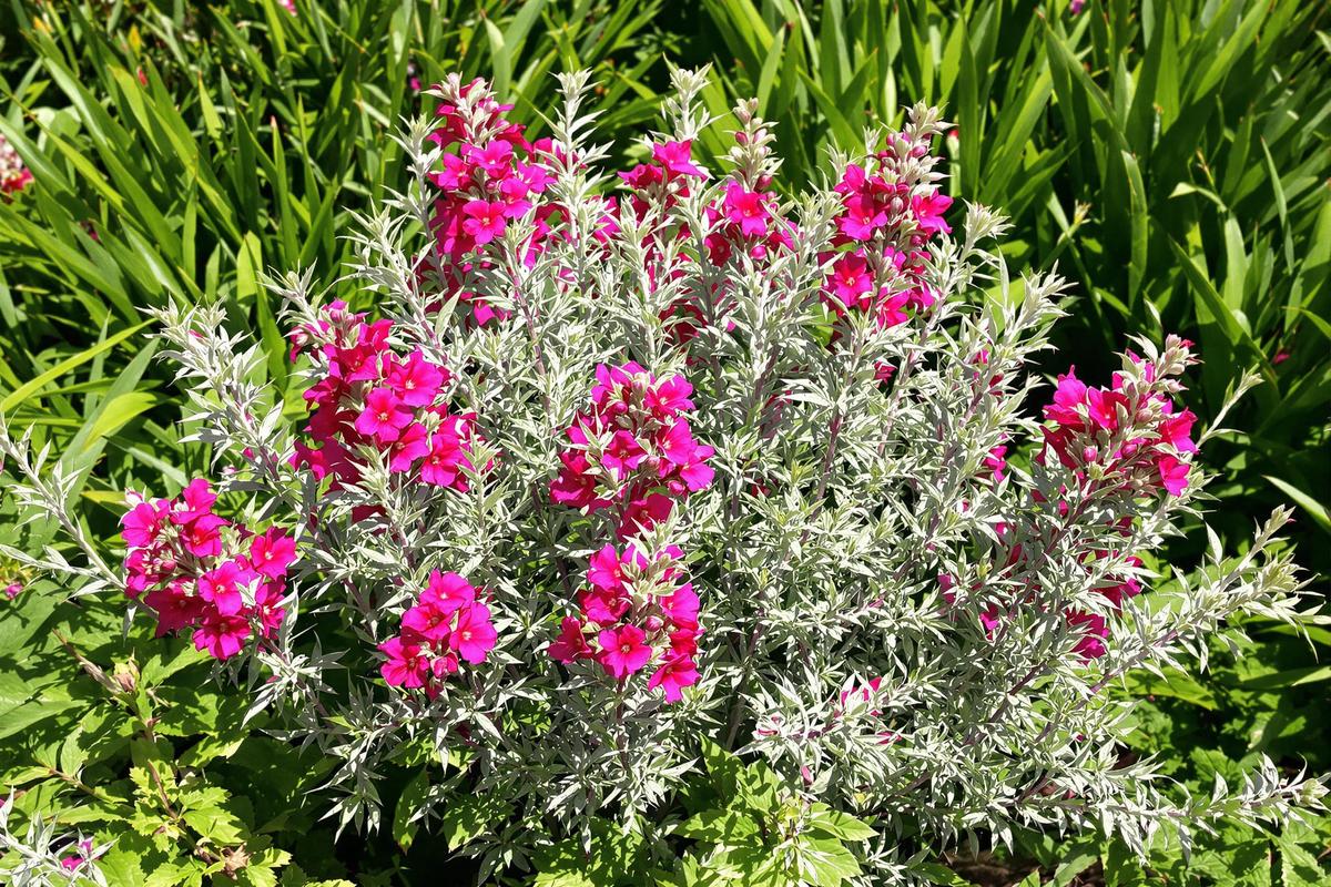 Splendide et increvable : cette plante ancienne redevient tendance dans les jardins (et elle a tout pour plaire).jpg