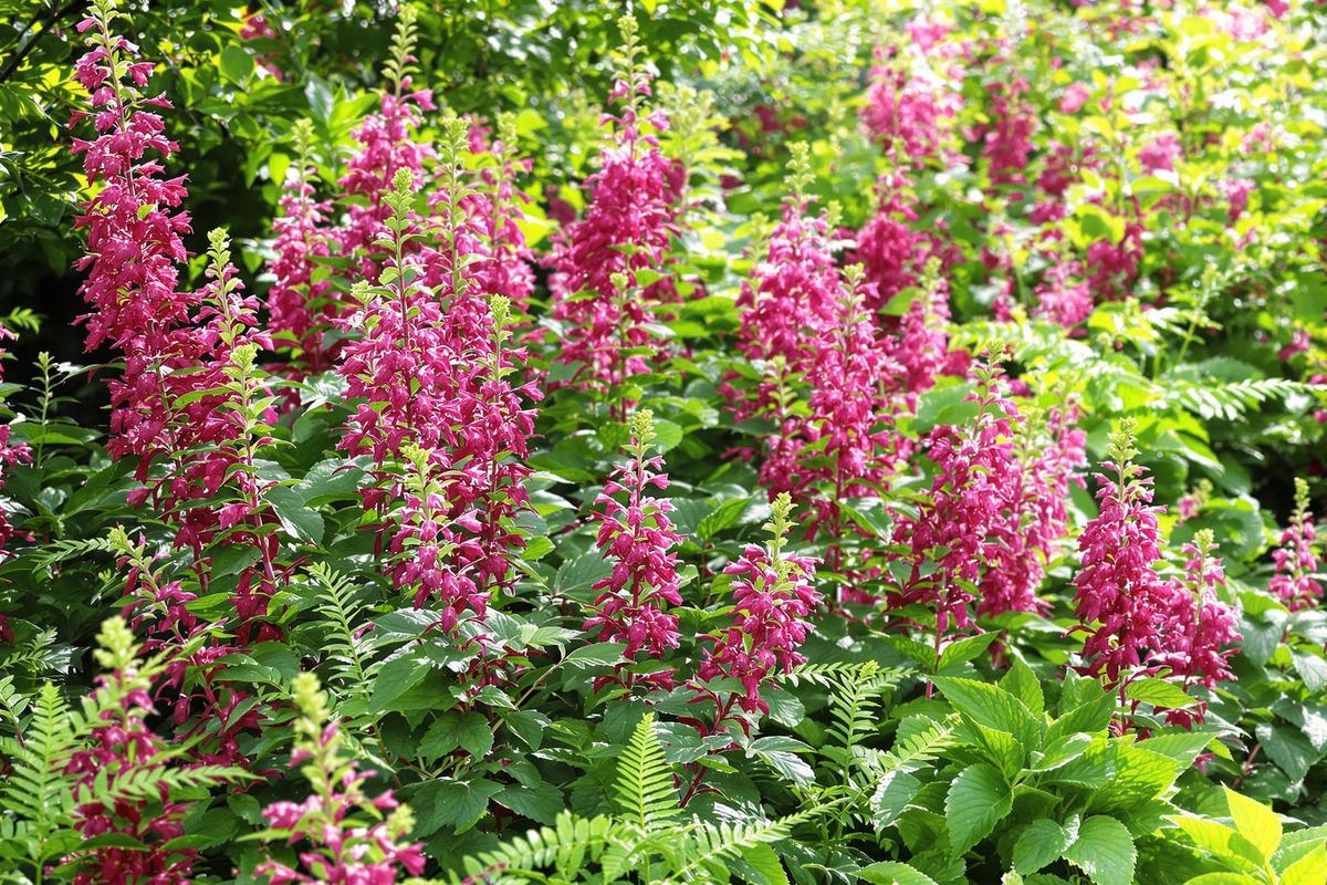 Transformez vos coins d'ombre grâce à cette vivace exceptionnelle.jpg